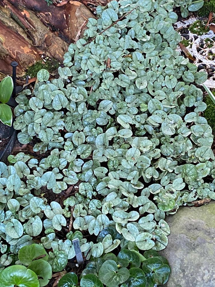 Wild Ginger (Asarum fauriei var. takaoi 'Ginba') in the Wild Gingers