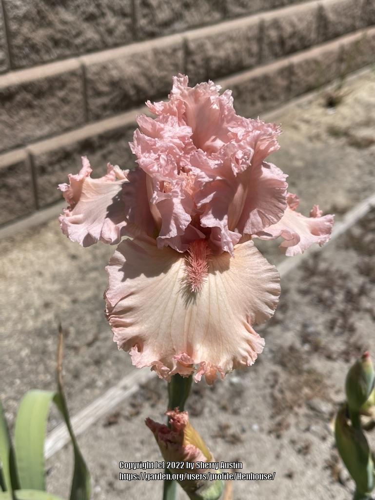 Photo of the bloom of Tall Bearded Iris (Iris 'Strawberry Shake