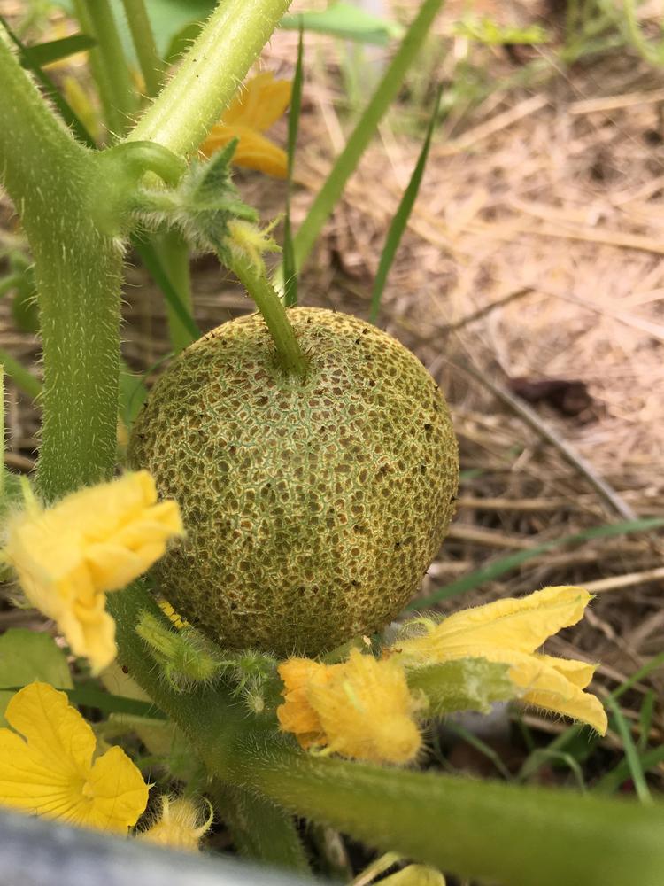 Photo of the fruit of Cucumber (Cucumis sativus 'Little Potato') posted