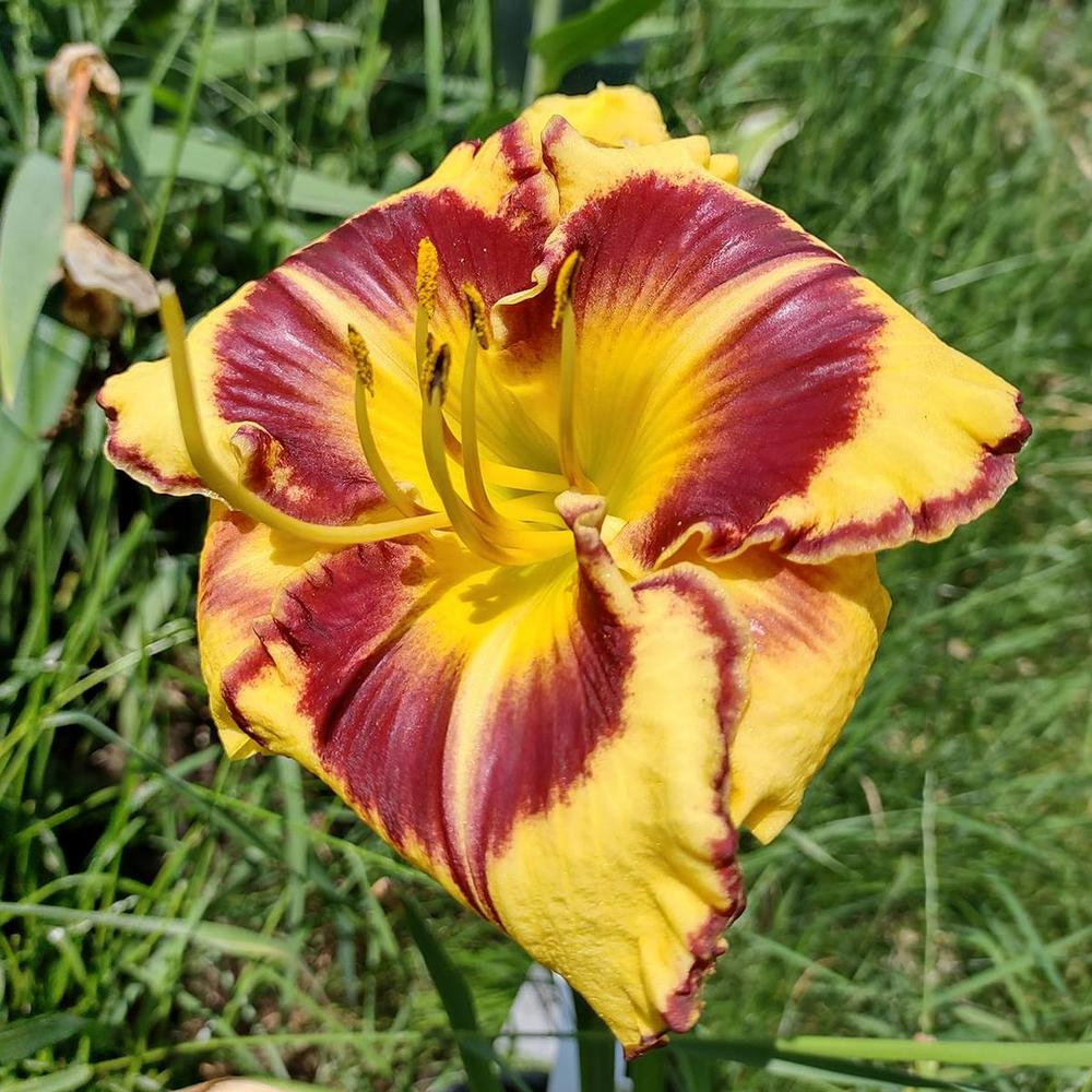 Photo of the bloom of Daylily (Hemerocallis 'Stone Palace Sunshine