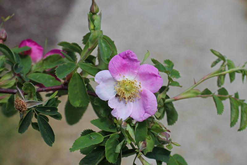 Calafornia Roses Photo of the bloom of California Wild Rose (Rosa californica) posted by ...