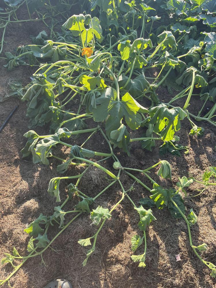 Squash plants suddenly wilting in the Vegetables and Fruit forum