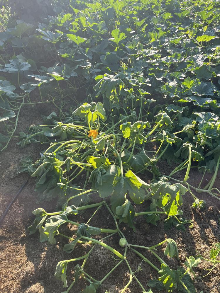 Squash plants suddenly wilting in the Vegetables and Fruit forum