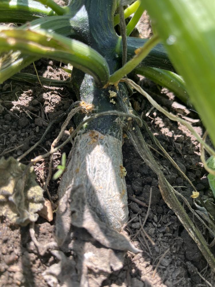 Squash plants suddenly wilting in the Vegetables and Fruit forum
