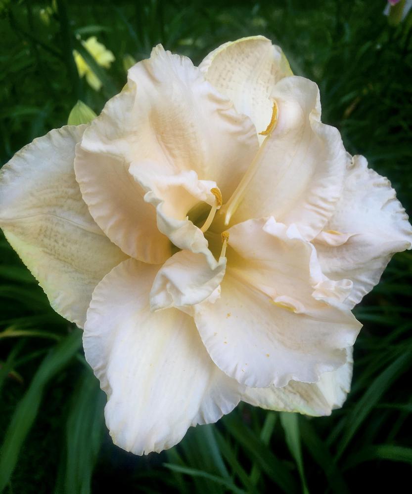Photo of the bloom of Daylily (Hemerocallis 'Land of Cotton') posted by