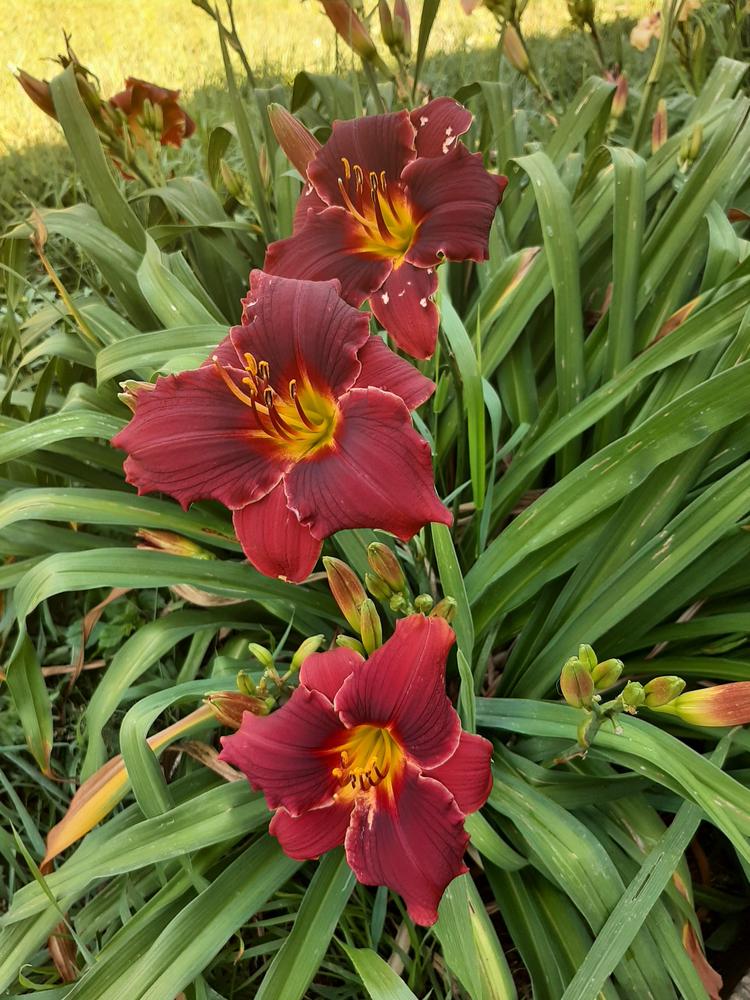 Photo of the entire plant of Daylily (Hemerocallis 'Pocket Change