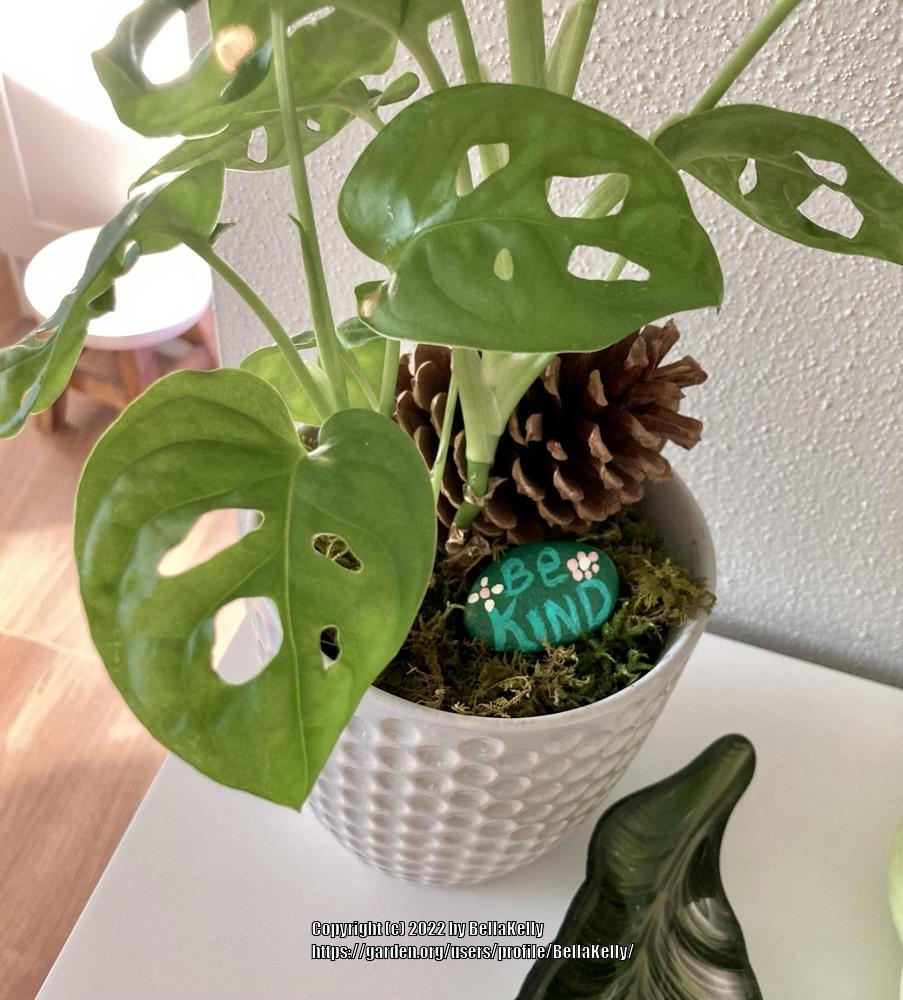 Photo of the leaves of Swiss Cheese Plant (Monstera obliqua