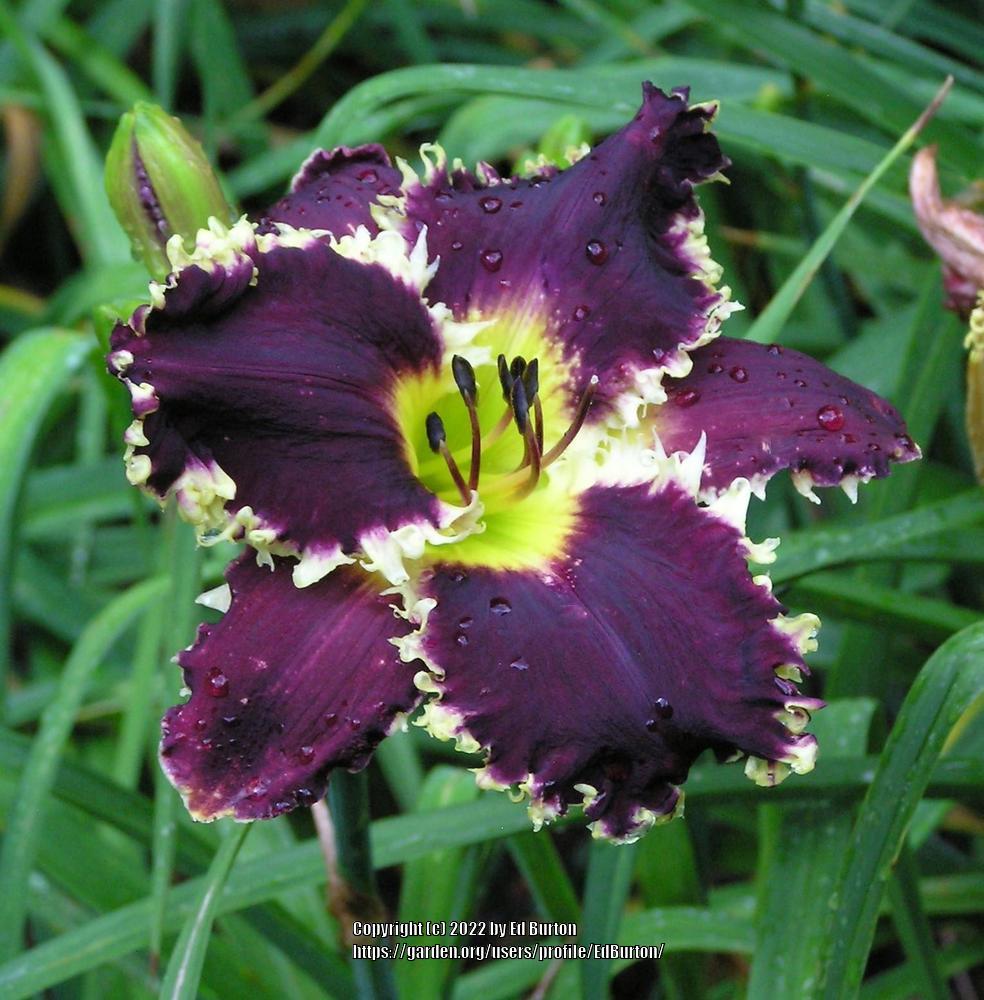 Daylily (Hemerocallis 'Black Wolf') in the Daylilies Database