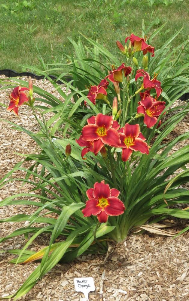 Photo of the entire plant of Daylily (Hemerocallis 'Pocket Change
