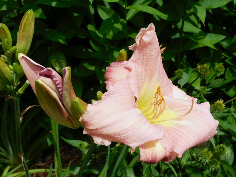 Photo of the bloom of Daylily (Hemerocallis 'Butterfly Garden') posted