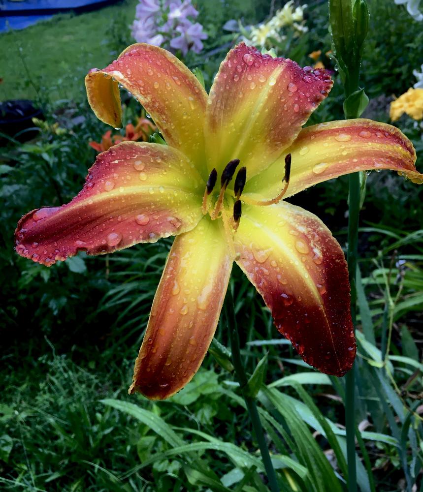 Photo of the bloom of Daylily (Hemerocallis 'Dream Catcher') posted by