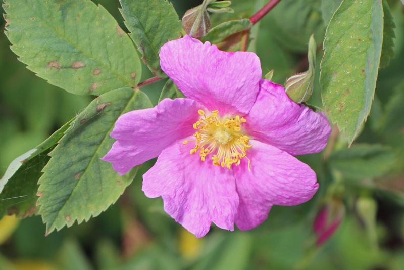 Photo of the bloom of Pine Rose (Rosa posted by RuuddeBlock