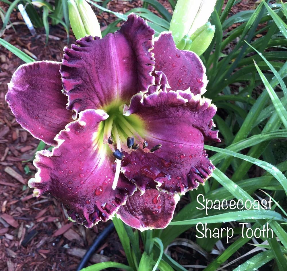 LuciferMoncler HIMALAYA レディース サイズ4 Lex Lace Up Boots | Free People