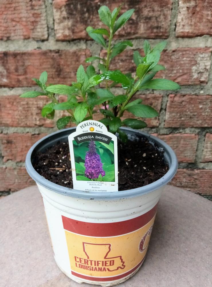 Photo of the entire plant of Butterfly Bush (Buddleja Chrysalis™ Purple