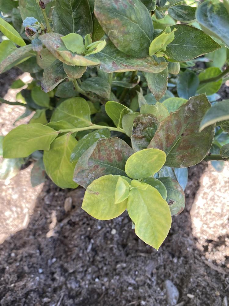 Blueberry bush brown leaves in the Ask a Question forum