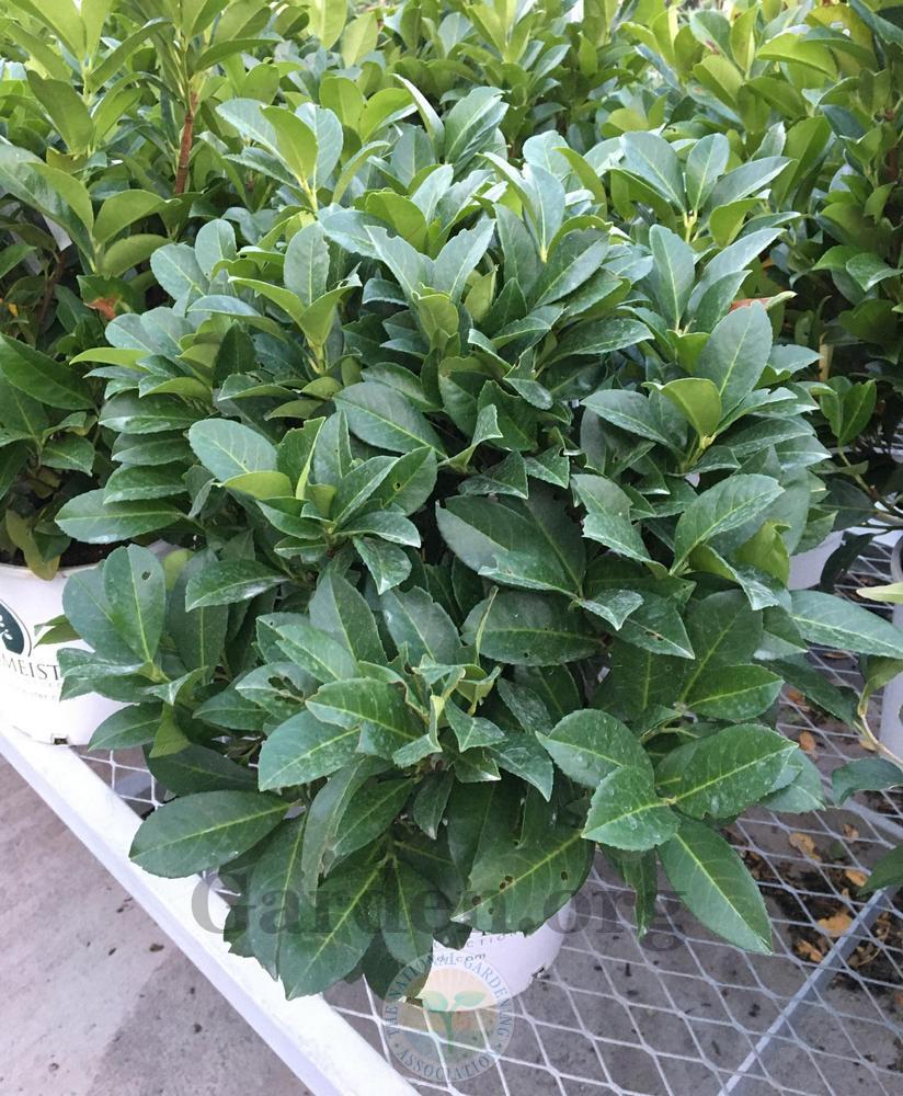 Photo of the seedling or young plant of English Laurel (Prunus