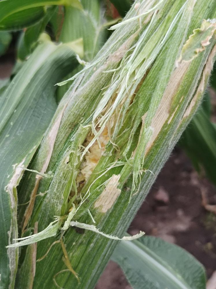 Sweetcorn damage in the Ask a Question forum