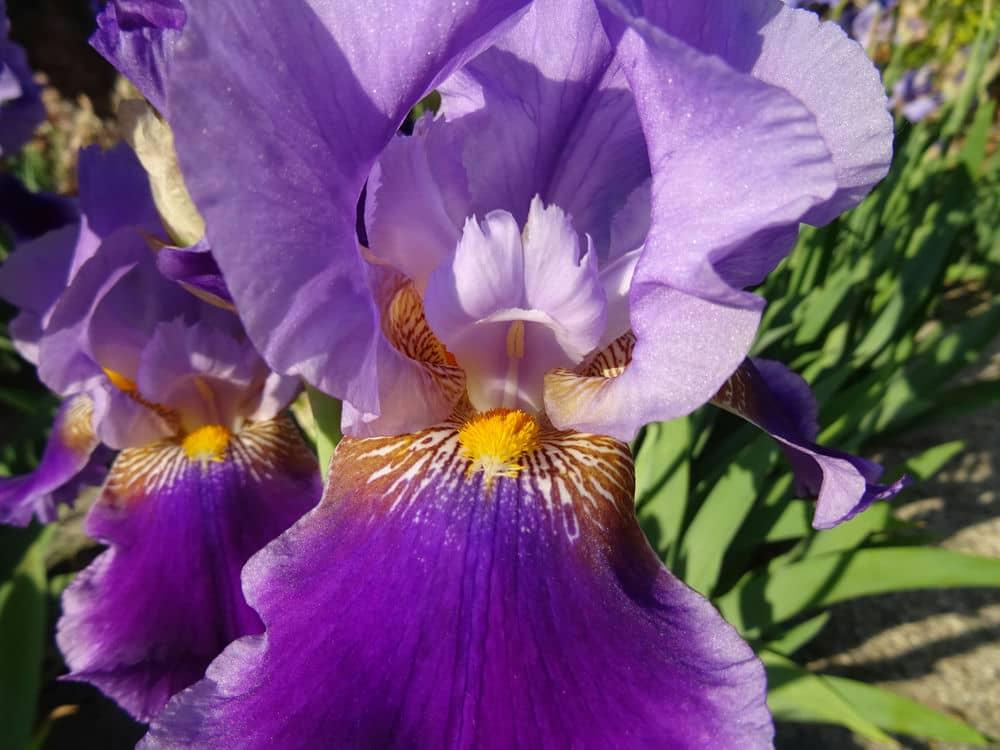 Photo of the bloom of Tall Bearded Iris (Iris 'Modra Obzorja') posted