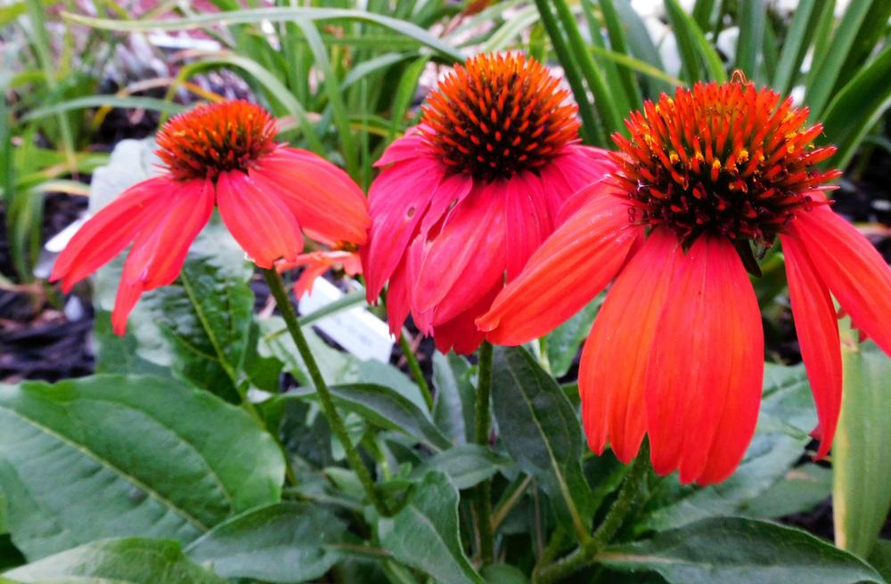 Coneflower (Echinacea Artisan™ Collection Red Ombre) in the Coneflowers