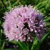 Mountain Garlic (Allium lusitanicum 'Summer Beauty')