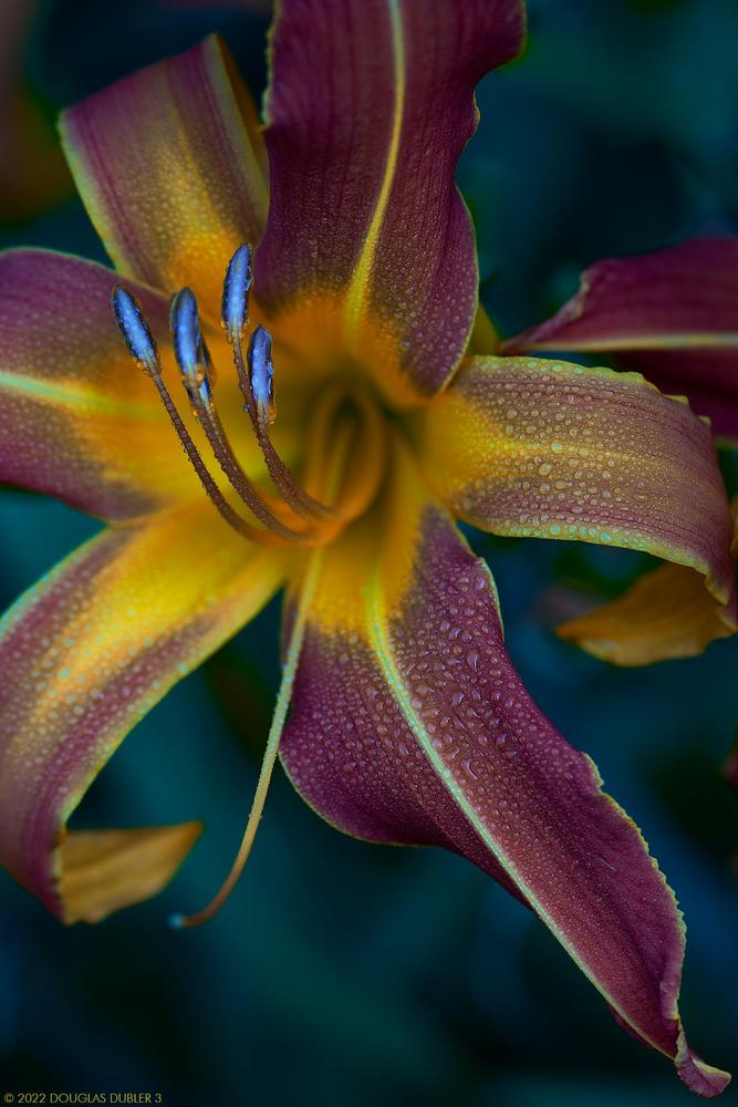 Daylily (Hemerocallis 'Ribbon Candy') in the Daylilies Database