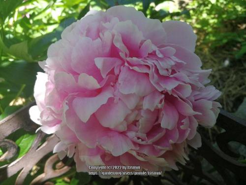 Thumb of 2022-07-29/Jasmin/388557
