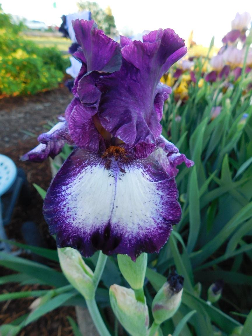 Iris for sale, some for postage, some as bonus in the Classifieds and