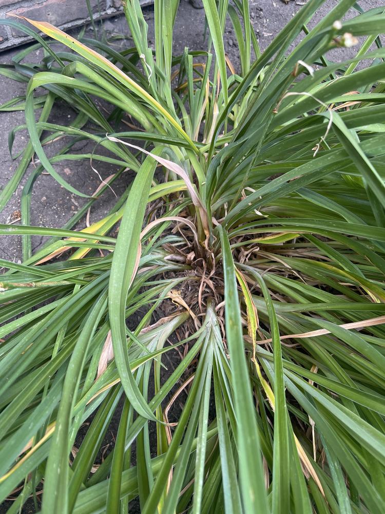 Brown leaves in the Daylilies forum