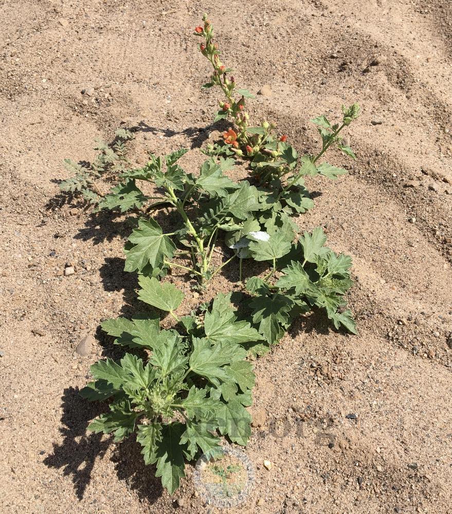 Photo of the entire plant of Munro's Globemallow (Sphaeralcea munroana