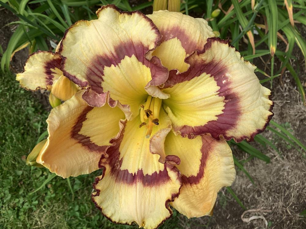 Photo of the bloom of Daylily (Hemerocallis 'Violet Stained Glass