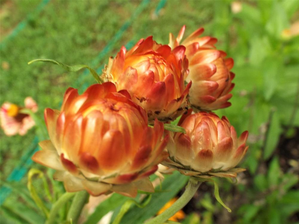 Photo of the bloom of Strawflower (Xerochrysum bracteatum Mohave