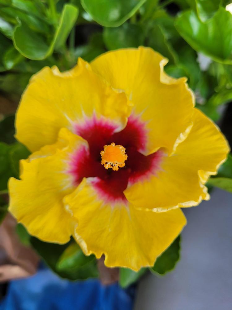Tropical Hibiscus (Hibiscus rosasinensis Hollywood® Rico Suave™) in