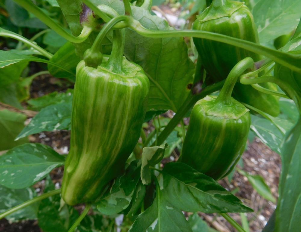 Photo of the fruit of Pepper (Capsicum 'Candy Cane Red') posted by