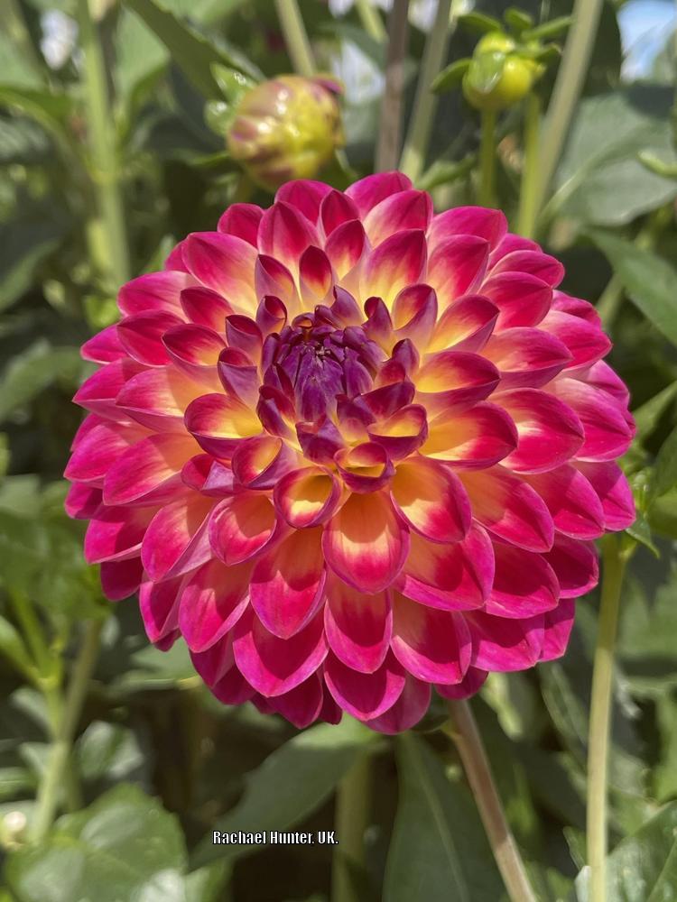 Photo of the bloom of Dahlia &lsquo;Hapet Daydream&rsquo; posted by RachaelHunter