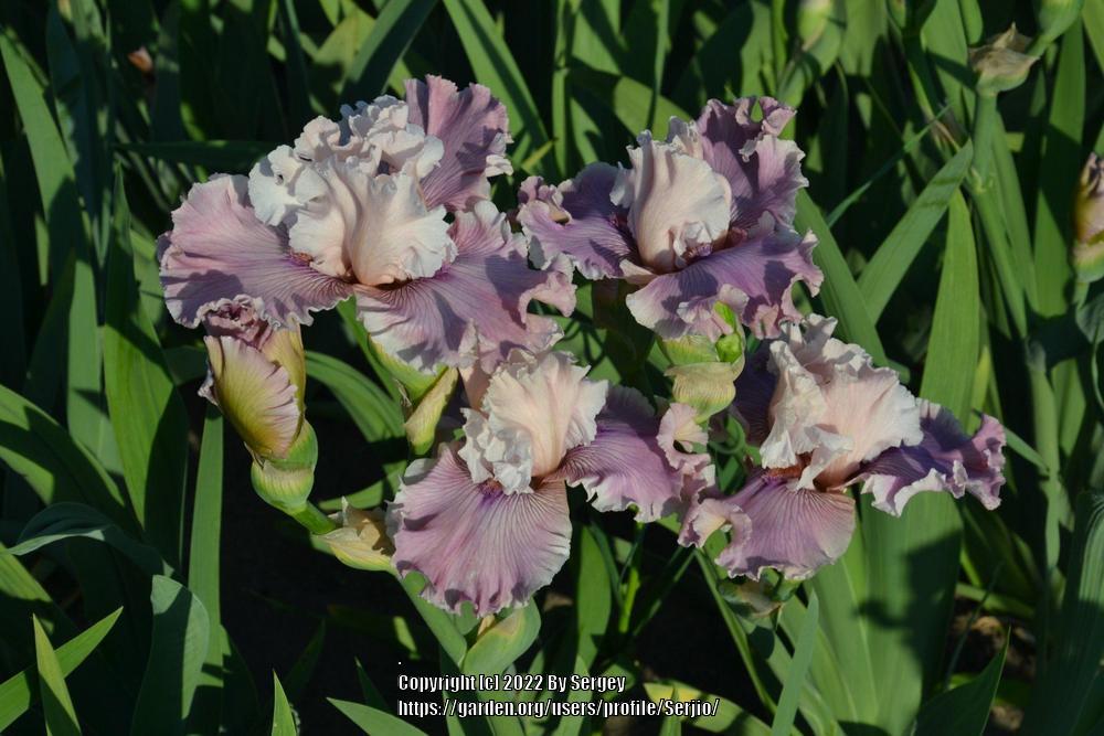 Photo of the bloom of Tall Bearded Iris (Iris 'Mystic Art') posted by