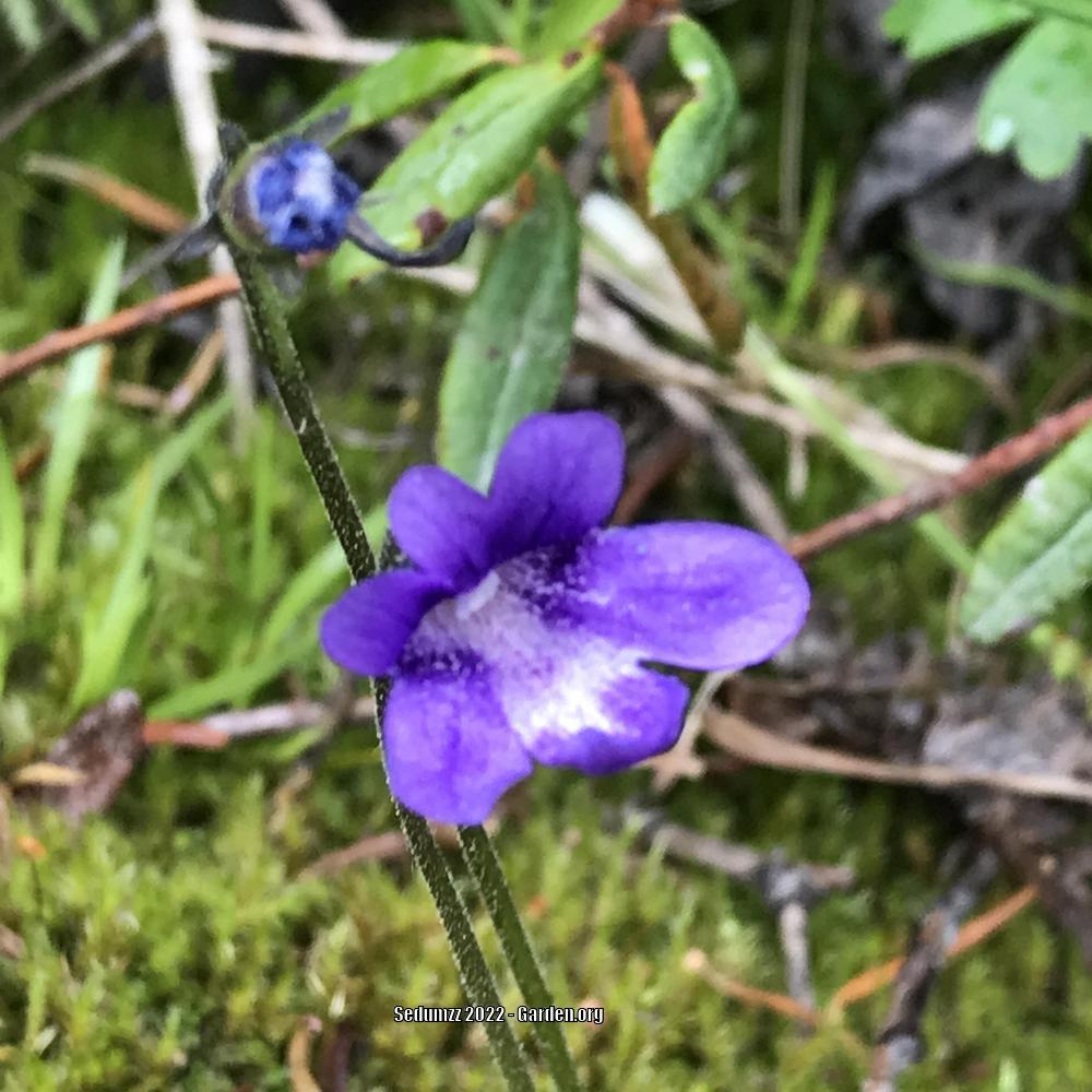 Photo of the bloom of Common Butterwort (Pinguicula vulgaris) posted by
