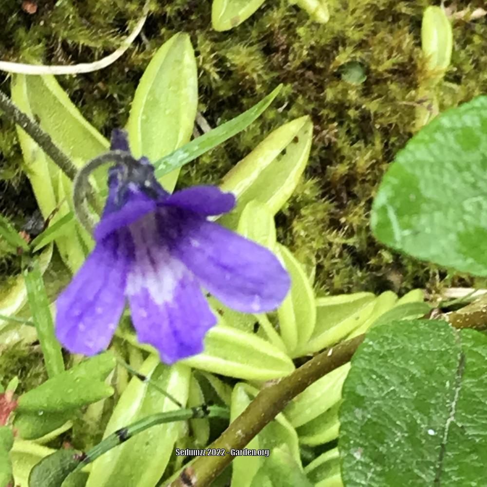 Photo of the bloom of Common Butterwort (Pinguicula vulgaris) posted by