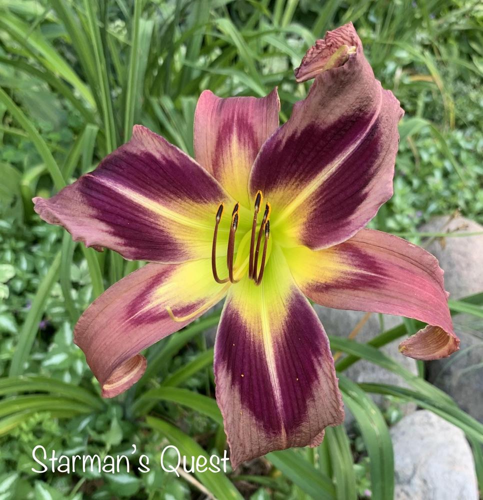 Photo of the bloom of Daylily (Hemerocallis 'Starman's Quest') posted