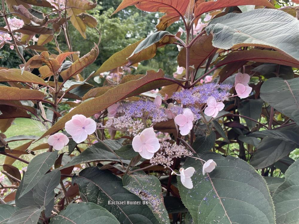 Hydrangea (Hydrangea aspera Hot Chocolate®) in the Hydrangeas Database