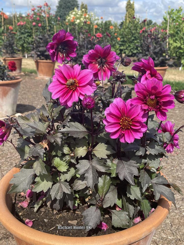 Dahlia Dreamy® Kiss in the Dahlias Database