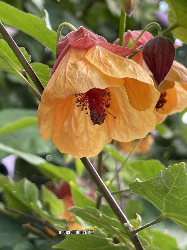 Abutilon Rhs Photo of the stamens, filaments and pistils of Abutilon 'Linda Vista ...