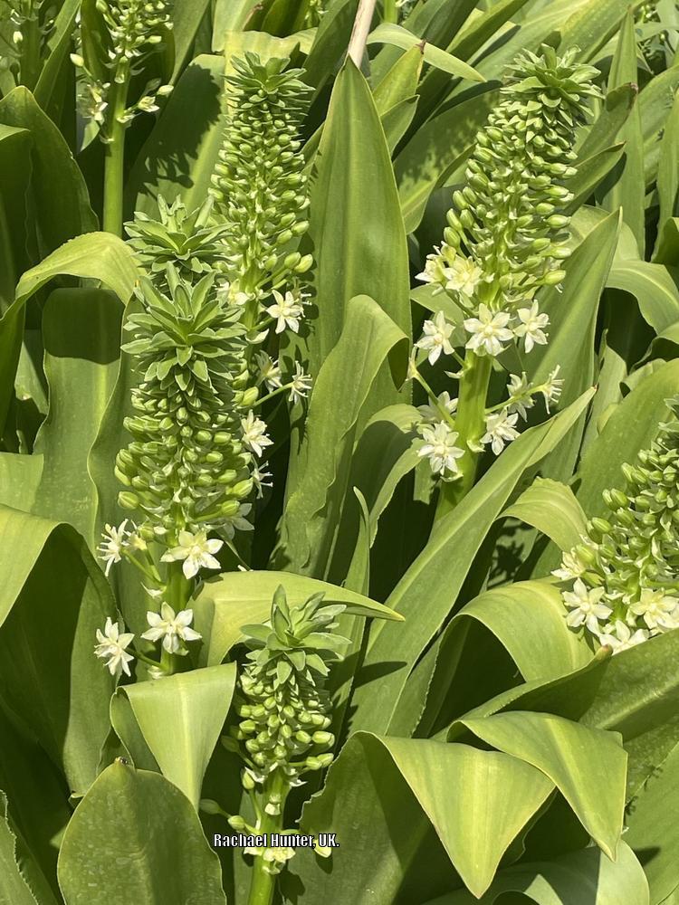 Photo of the bloom of Giant Pineapple Lily pallidiflora