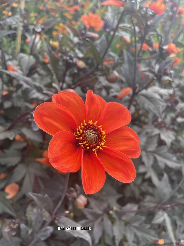 Dahlia ‘Bishop of Oxford’ in the Dahlias Database - Garden.org