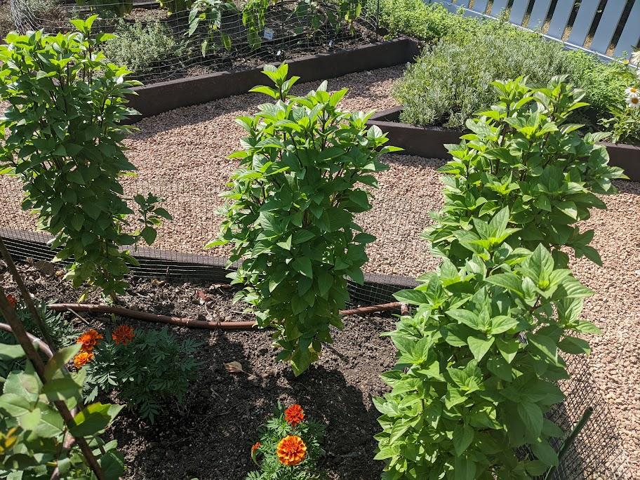 Basil (Ocimum basilicum 'Everleaf Thai Towers') in the Basils Database