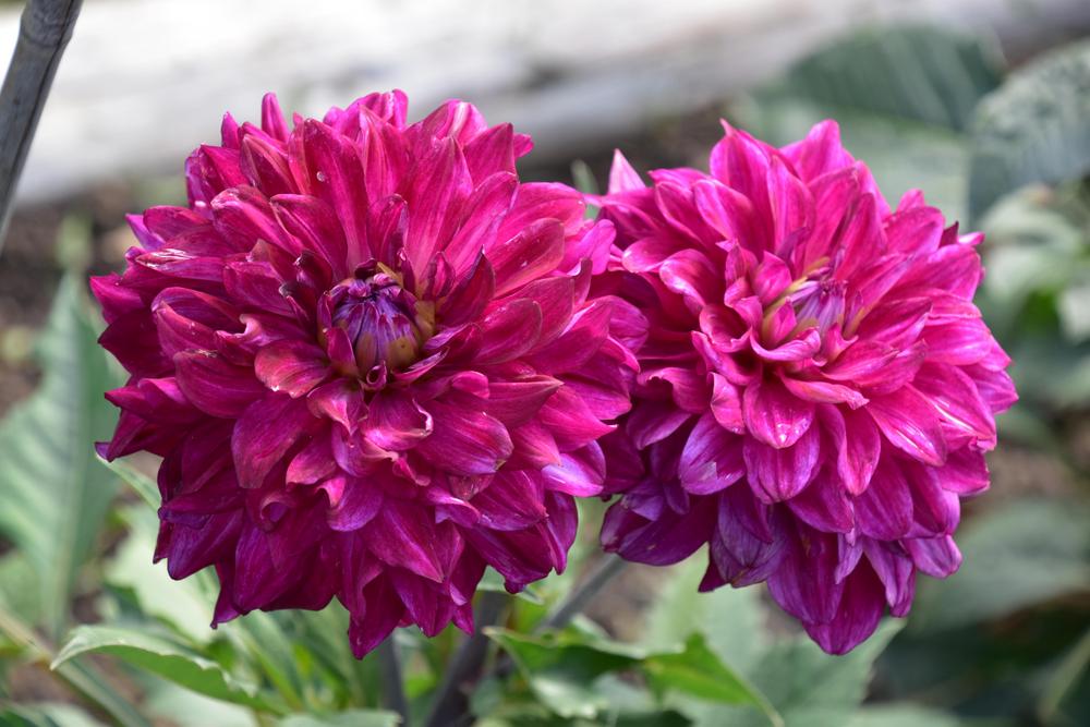 Dahlia ‘Merlot Magic’ in the Dahlias Database - Garden.org