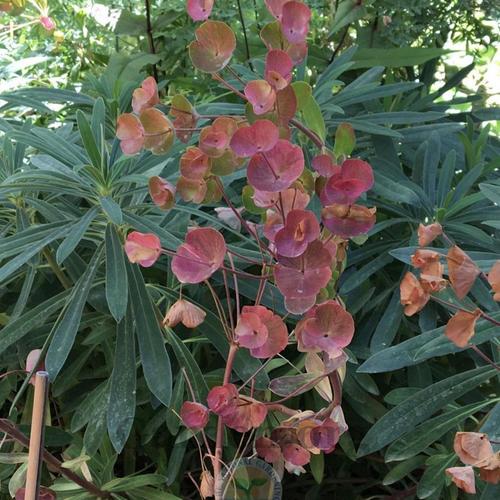 Spurge (Euphorbia 'Galaxy Glow') in the Euphorbias Database - Garden.org