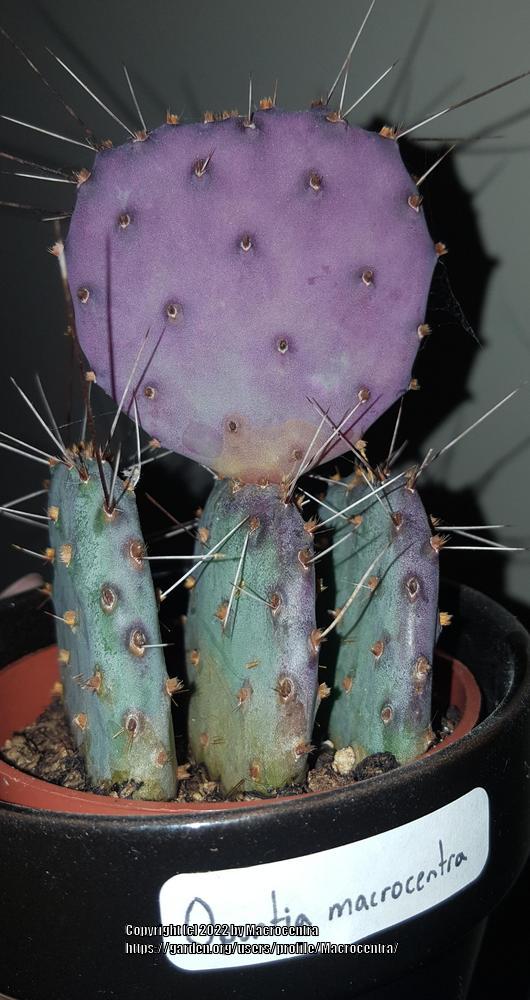 Photo of the entire plant of Purple Prickly Pear (Opuntia macrocentra