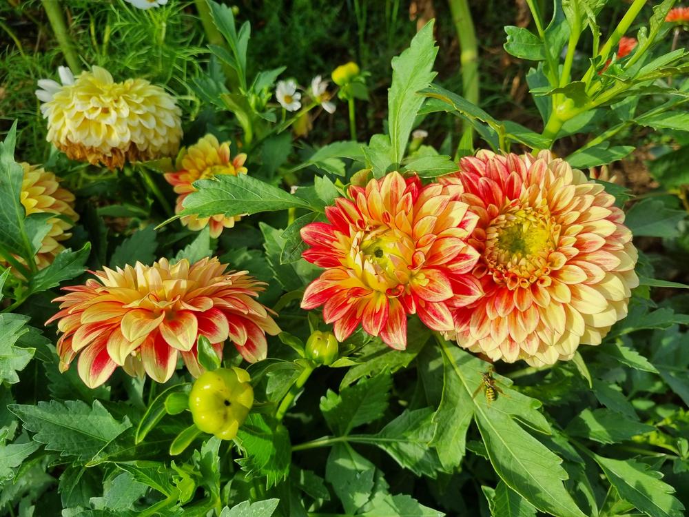 Photo of the bloom of Dahlia 'Lake Ontario' posted by mbotanas