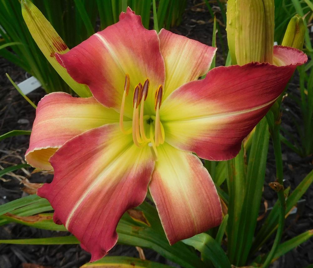 Photo of the bloom of Daylily (Hemerocallis 'Lyndell's Starburst