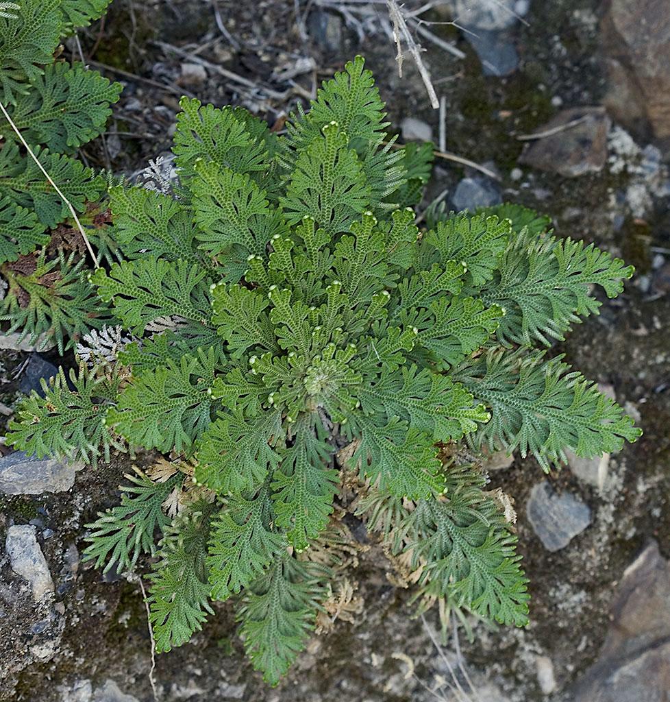 Resurrection Plant (Selaginella lepidophylla) - Garden.org